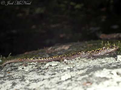 Green Salamander: Aneides aeneus