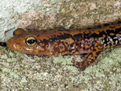 Long-tailed Salamander: Eurycea longicauda