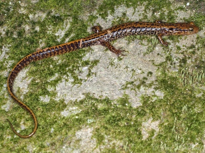 Long-tailed Salamander: Eurycea longicauda