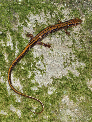Long-tailed Salamander: Eurycea longicauda