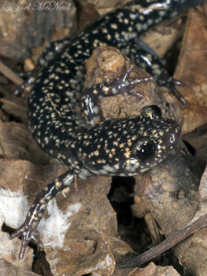 Northern Slimy Salamander: Plethodon glutinosus