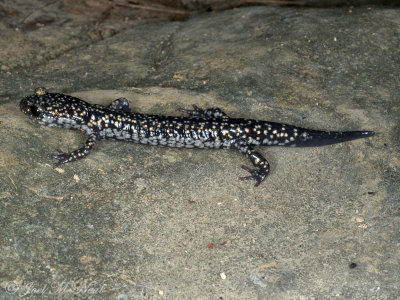 Northern Slimy Salamander: Plethodon glutinosus