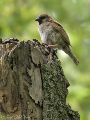 Family Passeridae: Eurasian Tree Sparrow (Passer montanus),  Madison Co., IL