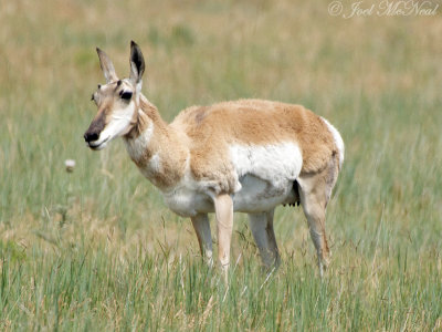 Pronghorn Antelope: Pawnee National Grassland, Weld Co., CO
