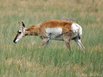 Pronghorn Antelope: Pawnee National Grassland, Weld Co., CO