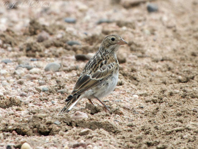 female McCown's Longspur: Pawnee National Grassland, Weld Co., CO