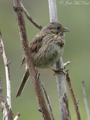 Lincoln's Sparrow: Rocky Mountain NP, Larimer Co., CO