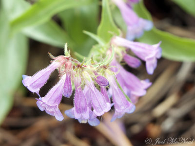 Littleflower Penstemon: Penstemon procerus, Rocky Mountain NP, Larimer Co., CO