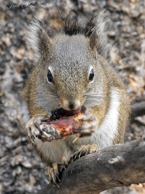 Douglas Squirrel: Rocky Mountain NP, Larimer Co., CO