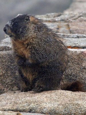 Yellow-bellied Marmot: Rocky Mountain NP, Larimer Co., CO