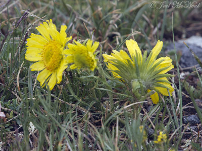 Alpine Sunflower: Rydbergia grandiflora, Rocky Mountain NP, Larimer Co., CO