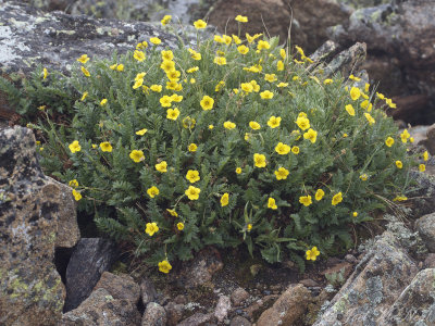 Alpine Avens: Geum rossii, Rocky Mountain NP, Larimer Co., CO