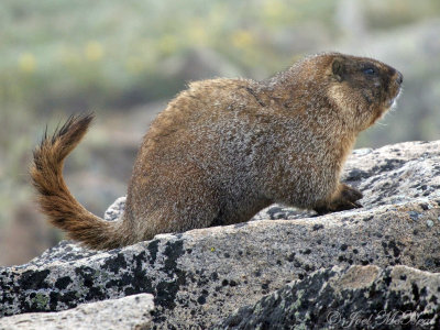 Yellow-bellied Marmot: Rocky Mountain NP, Larimer Co., CO