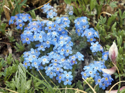 Alpine Forget-Me-Not: Eritrichum aretioides, Rocky Mountain NP, Larimer Co., CO