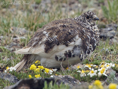 White-tailed Ptarmigan: Rocky Mountain NP, Larimer Co., CO