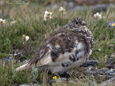 White-tailed Ptarmigan: Rocky Mountain NP, Larimer Co., CO