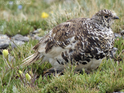 White-tailed Ptarmigan: Rocky Mountain NP, Larimer Co., CO