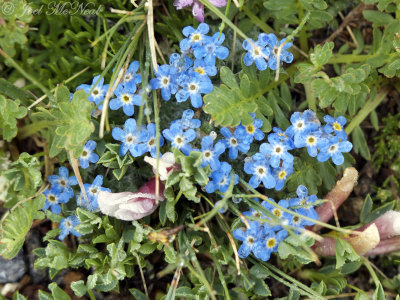 Alpine Forget-Me-Not: Eritrichum aretioides, Rocky Mountain NP, Larimer Co., CO