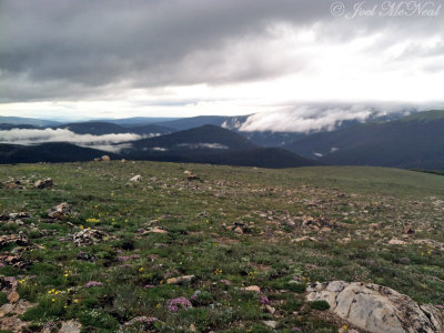 Alpine Tundra: Rocky Mountain NP, Larimer Co., CO