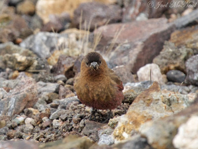 Brown-capped Rosy-finch: Rocky Mountain NP, Larimer Co., CO