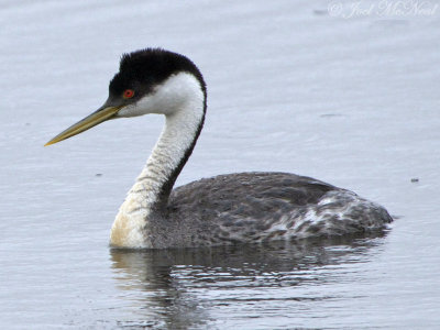 Western Grebe: Jackson Co., CO