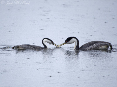 Western Grebe pair exchanging fish: Jackson Co., CO