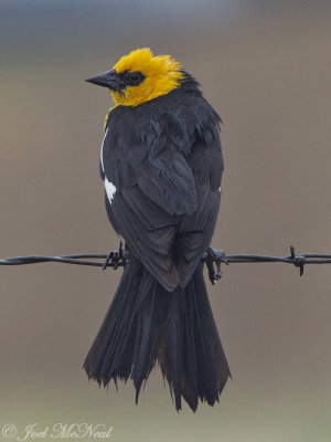 male Yellow-headed Blackbird: Jackson Co., CO
