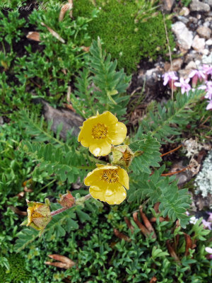 Alpine Avens: Geum rossii, Rocky Mountain NP, Larimer Co., CO