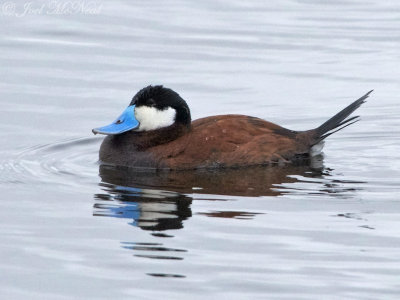 Ruddy Duck