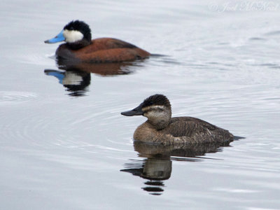 Ruddy Duck pair: Jackson Co., CO