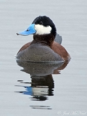 drake Ruddy Duck: Jackson Co., CO