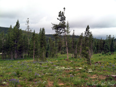 Meadows campground: Routt Co., CO
