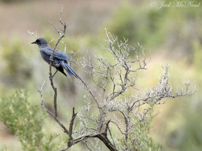 juvenile Pinyon Jay: Gymnorhinus cyanocephalus, Mesa Co., CO