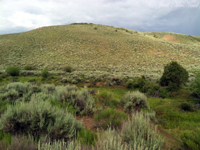 Gunnison Basin sagebrush habitat: Gunnison Co., CO