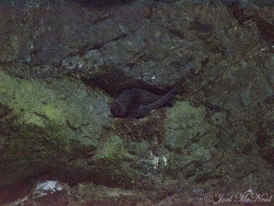 Black Swift (Cypseloides niger) on nest: Ouray Co., CO