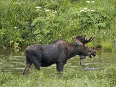 Moose: San Juan Co., CO