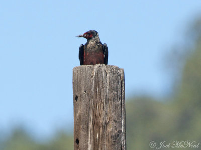 Lewiss Woodpecker: <i>Melanerpes lewis</i>, Archuleta Co., CO