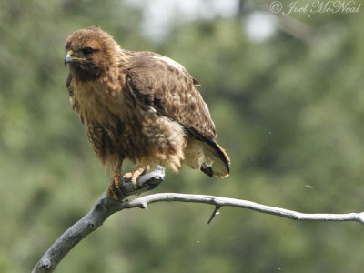 Red-tailed Hawk (western): Archuleta Co., CO