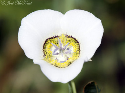 Gunnison's Mariposa Lily: Calochortus gunnisonii, Archuleta Co., CO