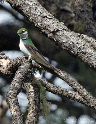 Violet-green Swallow: Tachycineta thalassina, Archuleta Co., CO