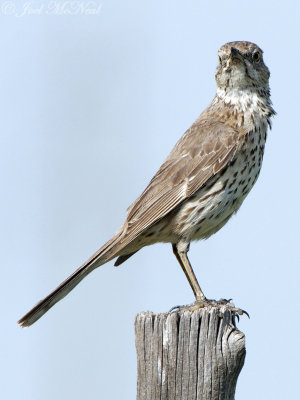 Sage Thrasher: Alamosa NWR, Alamosa Co., CO