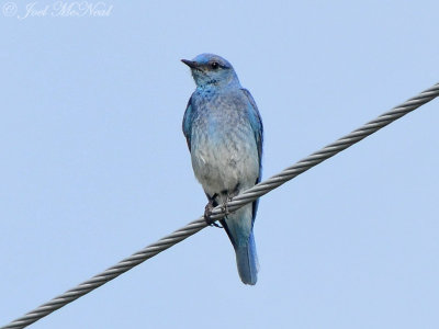 Mountain Bluebird: Alamosa NWR, Alamosa Co., CO