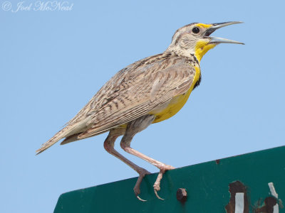 Western Meadowlark: Bent Co., CO