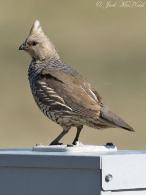 Scaled Quail: Baca Co., CO