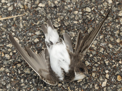 road collision Bank Swallow: Bartow Co., GA