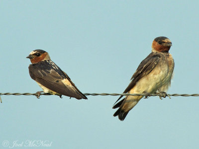 Cliff Swallows: Bartow Co., GA