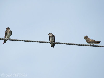 Bank and Northern Rough-winged Swallows: Bartow Co., GA