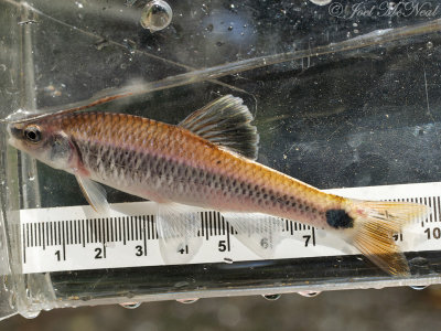 Alabama Shiner: Cyprinella callistia, Paulding Co., GA