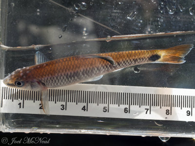 Alabama Shiner: Cyprinella callistia, Paulding Co., GA