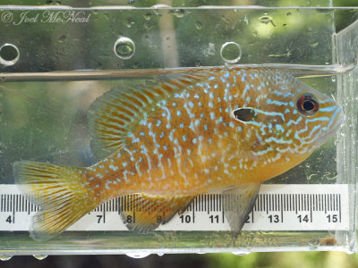 Longear Sunfish: Lepomis megalotis, Paulding Co., GA